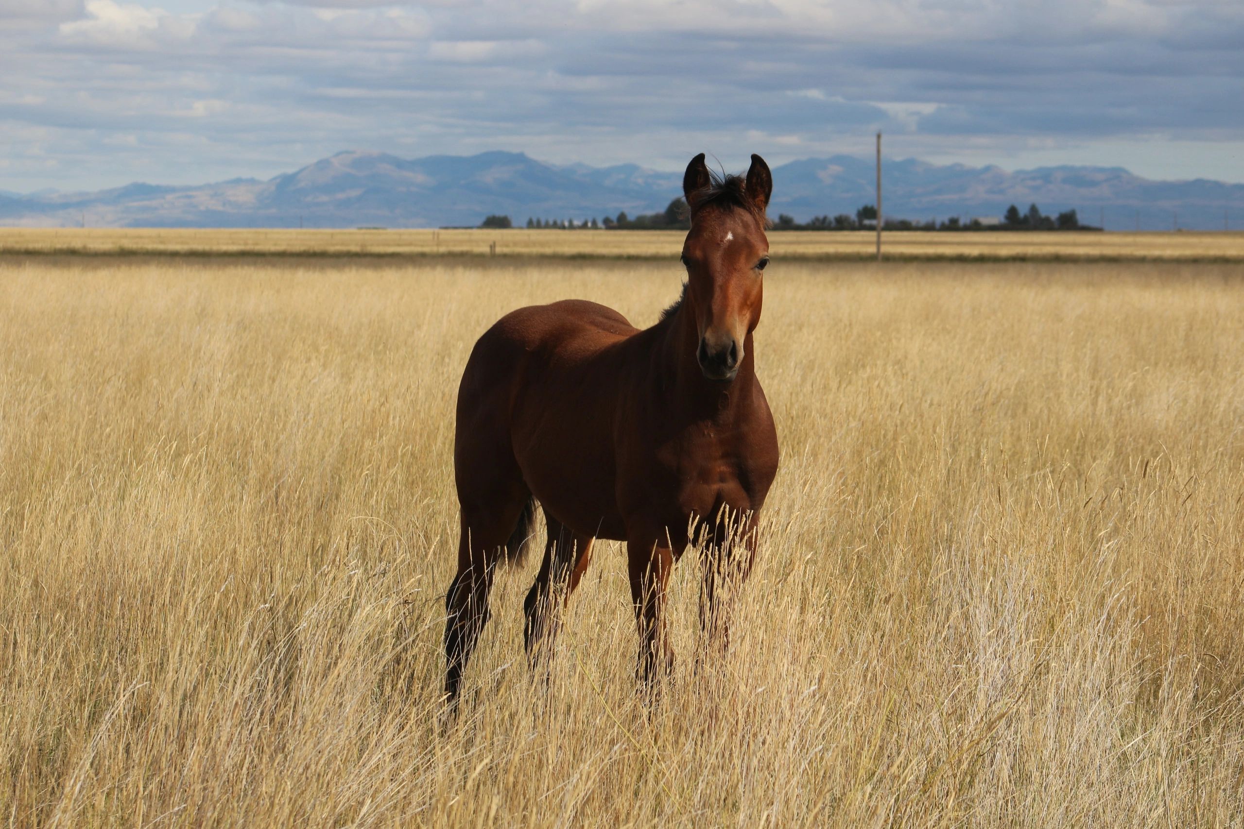 HOME and NCQH STALLIONS